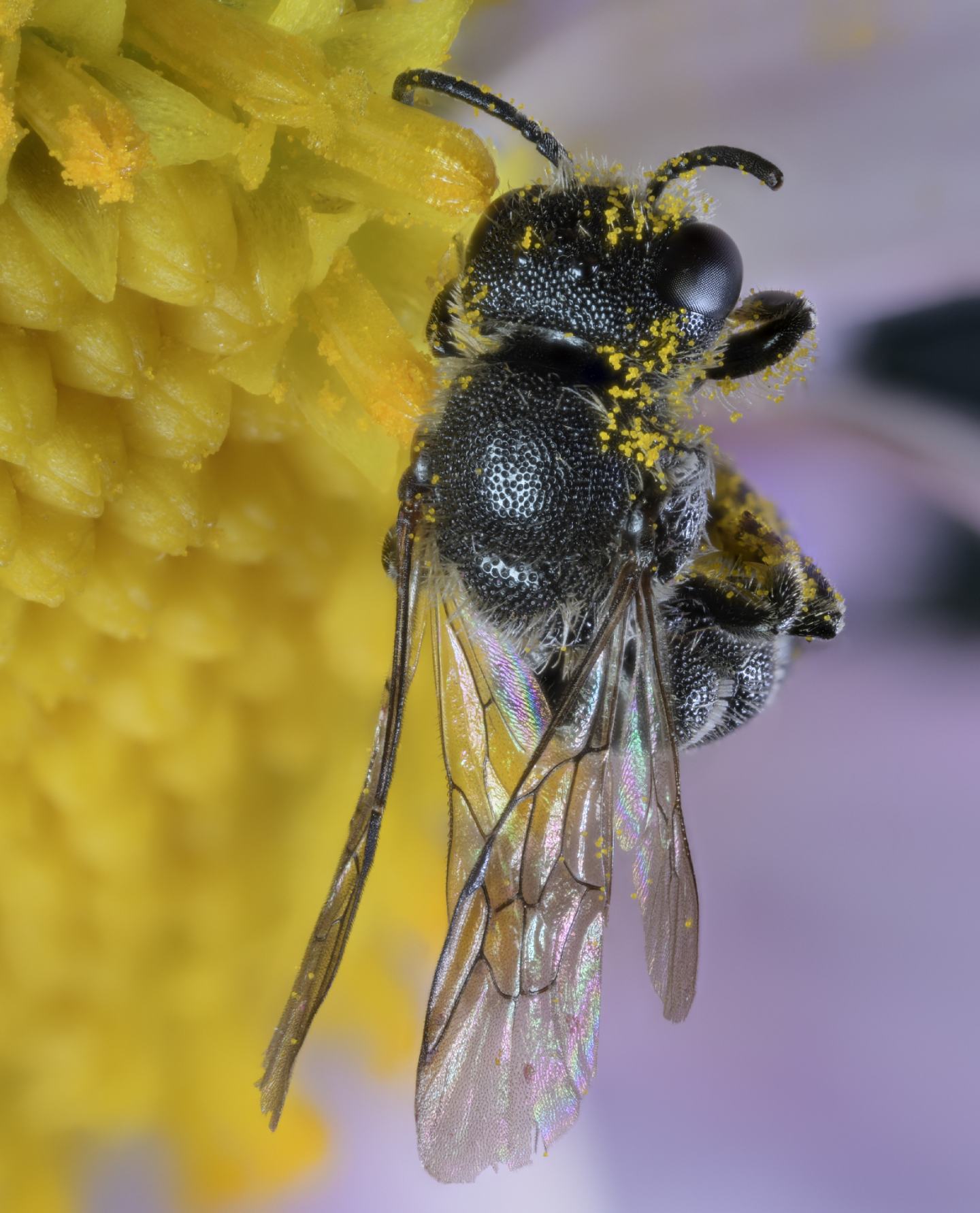 Apidae Megachilinae : Heriades sp. (cfr.), femmina